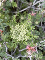 Daucus pusillus
