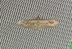 Eupithecia longidens