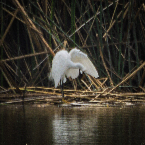 iNaturalist observation photo of Snowy Egret
