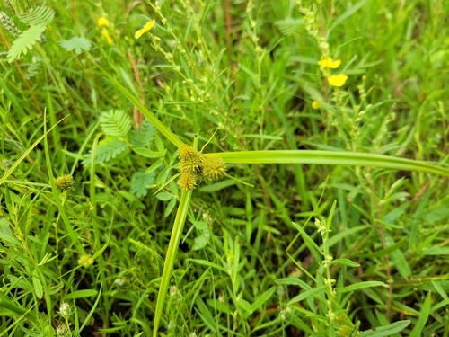 Cyperus echinatus iNat (2)