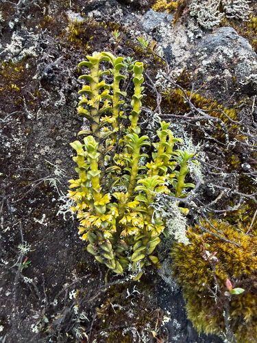 Fernandezia crystallina