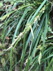 Carex sociata