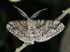 Lipogya exprimataria