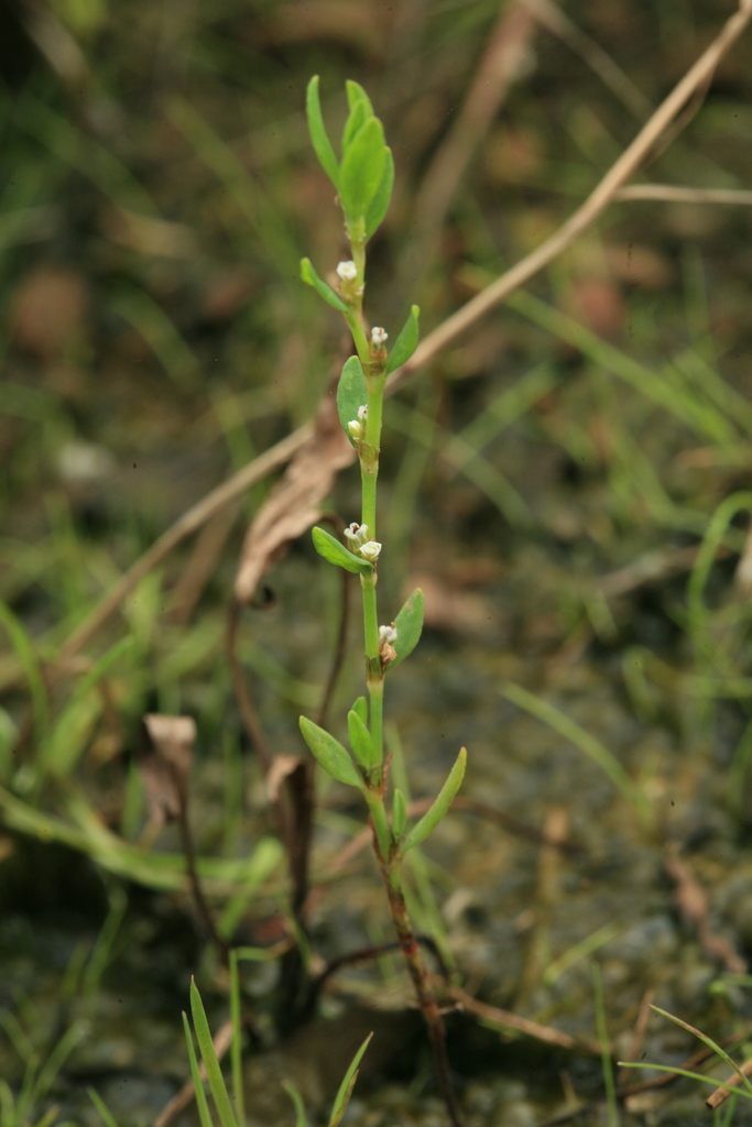 Northern Knotgrass