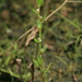 Northern Knotgrass - Photo (c) Svetlana Nesterova, some rights reserved (CC BY-NC), uploaded by Svetlana Nesterova