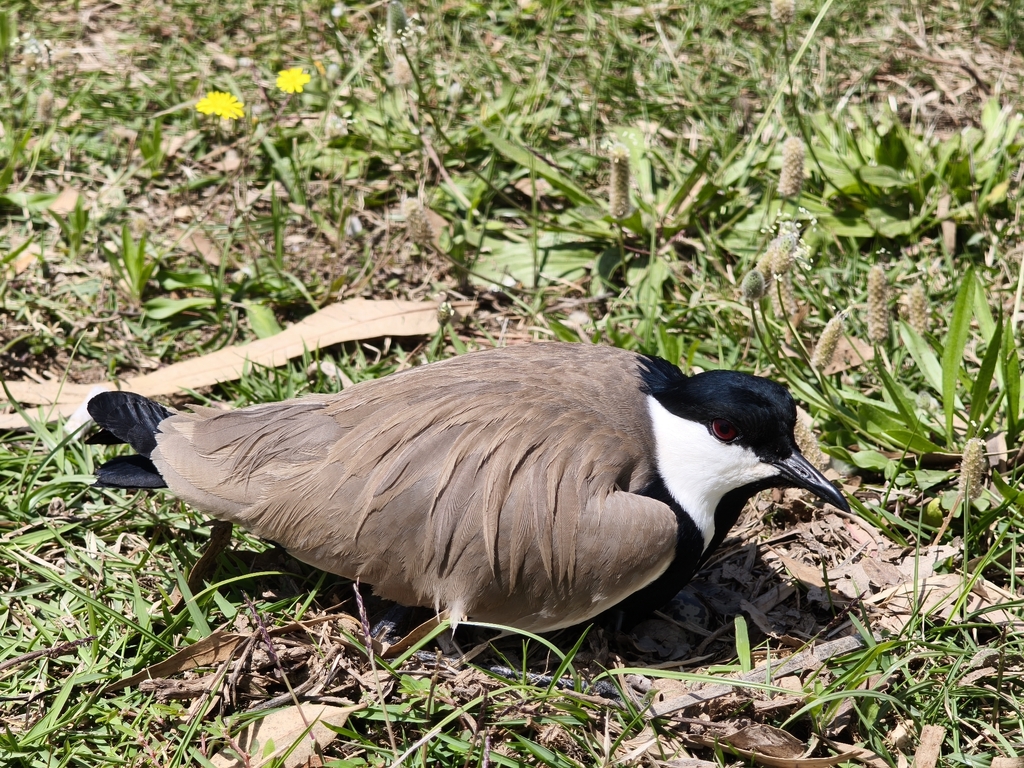 Spur-winged Lapwing