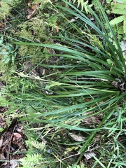 Carex sociata