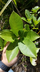 Melicytus macrophyllus