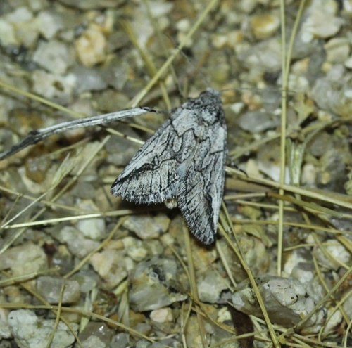 Oxycnemis fusimacula photo 5