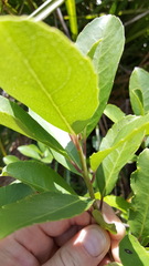 Melicytus macrophyllus