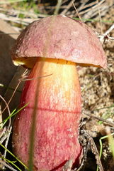 Boletus barragensis