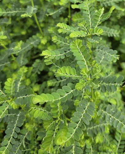Phyllanthus amarus observed 2026-04-13