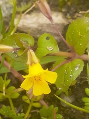 Erythranthe glabrata