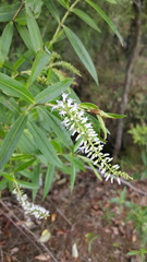 Veronica stricta stricta