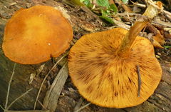 Gymnopilus eucalyptorum