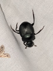 Canthon pilularius