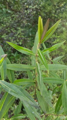 Veronica stricta stricta