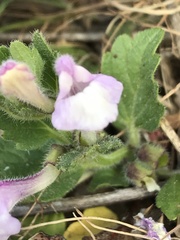 Scutellaria tuberosa