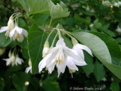 Styrax officinalis