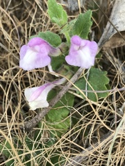 Scutellaria tuberosa