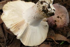 Russula kalimna