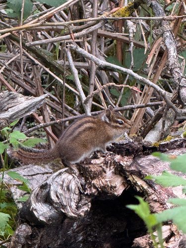 Townsend's Chipmunk observed by mossynewt