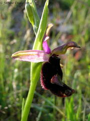 Ophrys bertolonii bertolonii