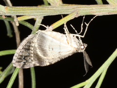 Lipogya exprimataria