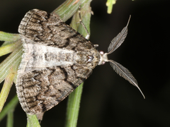 Lipogya exprimataria