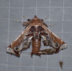 Eutelia pulcherrimus