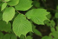 Ulmus laciniata