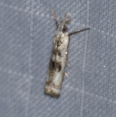 Microcrambus minor