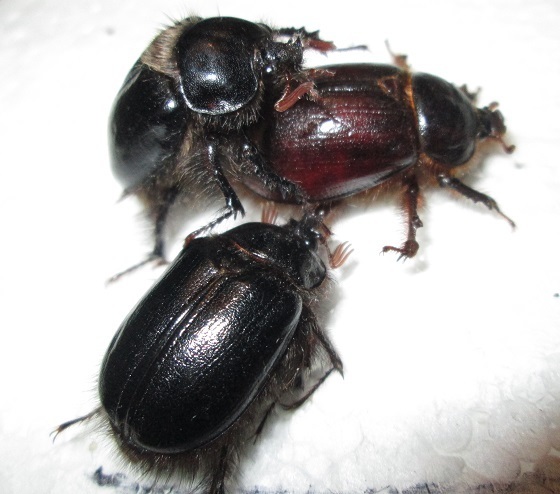 Pleocoma shastensis