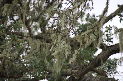 iNaturalist observation photo of lace lichen