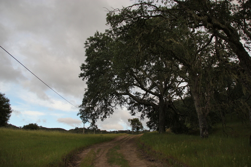 iNaturalist observation photo of blue oak
