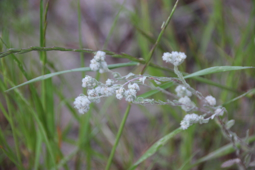 iNaturalist observation photo of Q-tips