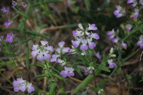 iNaturalist observation photo of Purple Chinese Houses