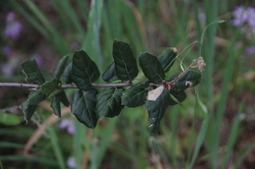 iNaturalist observation photo of coast live oak
