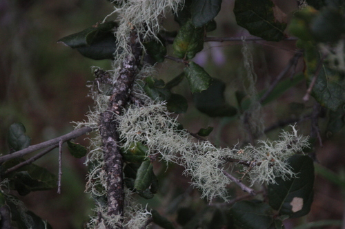 iNaturalist observation photo of shield lichens, rim lichens, and allies