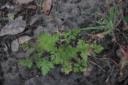 iNaturalist observation photo of common hedge parsley