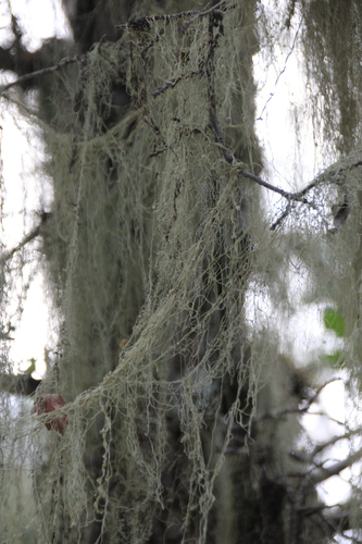 iNaturalist observation photo of lace lichen