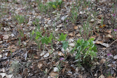 iNaturalist observation photo of California manroot