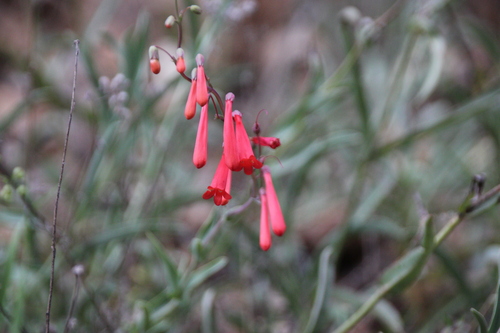 iNaturalist observation photo of scarlet bugler