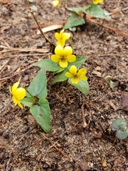 Viola hastata