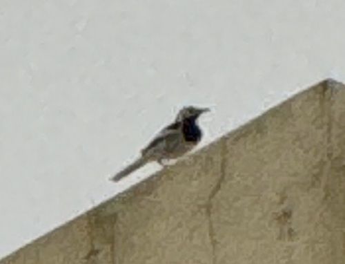 White Wagtail