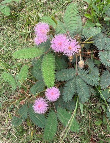 Sensitive Plant