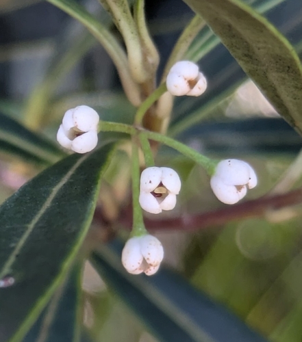 Osmanthus austrocaledonicus observed 2026-04-12