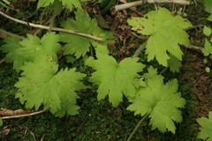 Primula matthioli sachalinensis