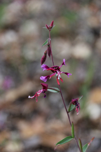 iNaturalist observation photo of Elegant Clarkia