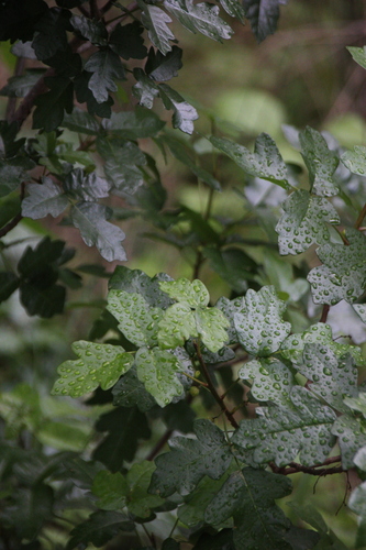 iNaturalist observation photo of Pacific poison oak